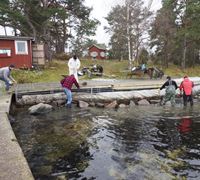 Byggandet av gabionmur på Matge. Hösten 2020